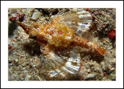 g3/08/573308/3/54886536.seamothmabul.jpg