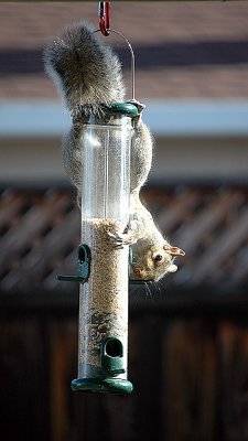 Squirrel on the bird feeder