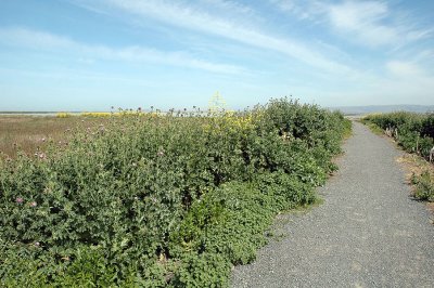 Thistle and Mustard