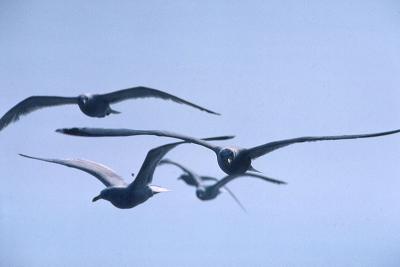 Gulls, Isles of Scilly, 1975