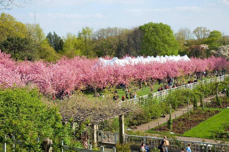 Cherry Blossom in Brooklyn Botanic Graden
