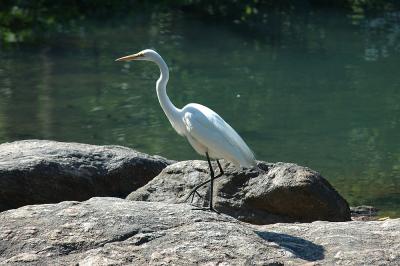 Central Park Critters