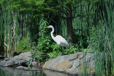 Egret stalking.jpg