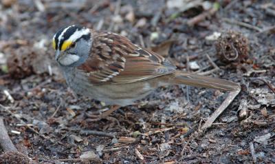 White-throated sparrow.jpg
