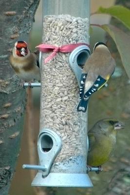 Goldfinches (and a greenfinch) on feeder