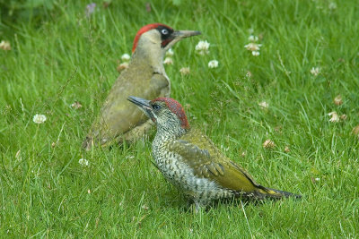 Adult and Juvenile Green Woodpecker