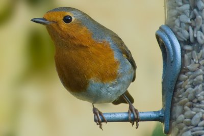 Robin