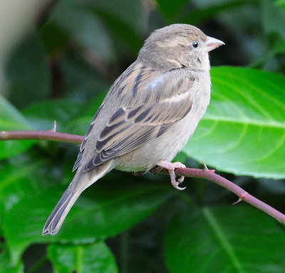 Sparrow