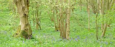 Woodland with bluebells and anemones
