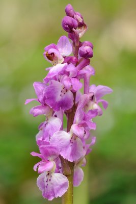 Orchid_crop.jpg
