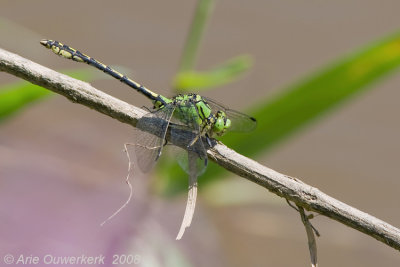 Ophiogomphus cecilia - Green Snaketail - Gaffellibel