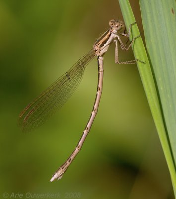 Sympecma fusca - Common Winter Damsel - Bruine Winterjuffer
