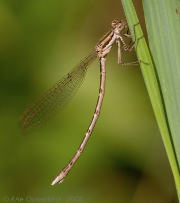 Common Winter Damsel - Bruine Winterjuffer - Sympecma fusca