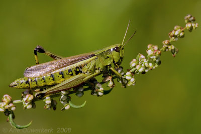 Large Marsh Grasshopper - Moerassprinkhaan - Stetophyma grossum