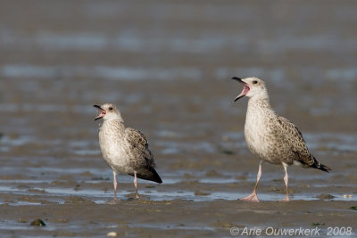 Lesser Black-backed Gull - Kleine Mantelmeeuw - Larus fuscus