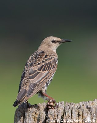 Common Starling - Spreeuw - Sturdus vulgaris