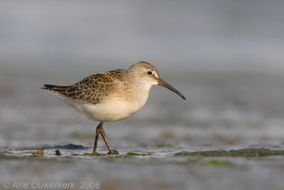 Curlew Sandpiper - Krombekstrandloper - Calidris ferruginea