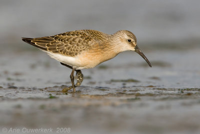 Curlew Sandpiper - Krombekstrandloper - Calidris ferruginea