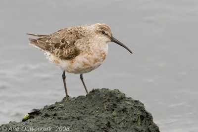 Curlew Sandpiper - Krombekstrandloper - Calidris ferruginea