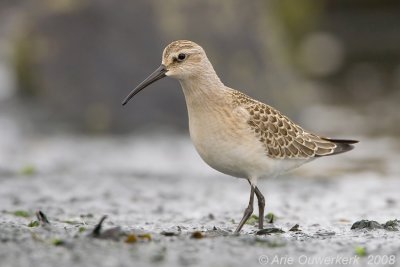 Curlew Sandpiper - Krombekstrandloper - Calidris ferruginea