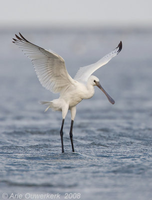 Eurasian Spoonbill - Lepelaar - Platalea leucorodia