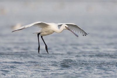 Eurasian Spoonbill - Lepelaar - Platalea leucorodia