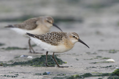 Curlew Sandpiper - Krombekstrandloper - Calidris ferruginea