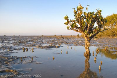Some Mangrove with air roots at Rud-e-Shir