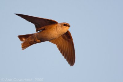 Pale Crag Martin - Vale Rotszwaluw - Ptyonoprogne obsoleta
