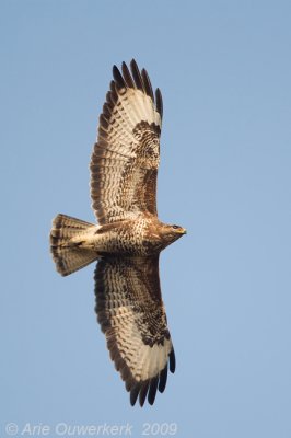 Common Buzzard - Buizerd - Buteo buteo