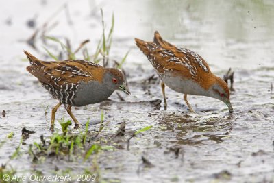 Baillon's Crake - Kleinst Waterhoen - Porzana pusilla