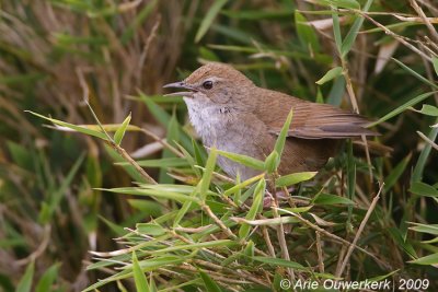 Taiwan Bush Warbler - Taiwanese Struikzanger - Bradypterus alishanensis