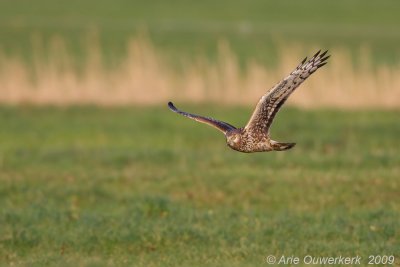 Hen Harrier - Blauwe Kiekendief - Circus cyaneus