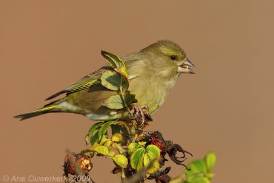 European Greenfinch - Groenling - Carduelis chloris