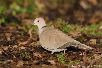 Eurasian Collared Dove - Turkse Tortel - Streptopelia decaocto