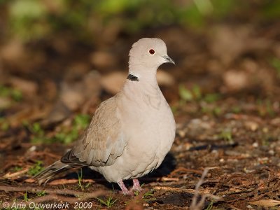 Turkse Tortel / Eurasian Collared Dove