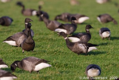 Black Brant - Zwarte Rotgans - Branta nigricans