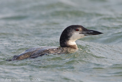 Great Northern Diver (Loon) - IJsduiker - Gavia immer