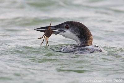 Great Northern Diver (Loon) - IJsduiker - Gavia immer