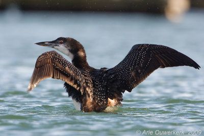 Great Northern Diver (Loon) - IJsduiker - Gavia immer