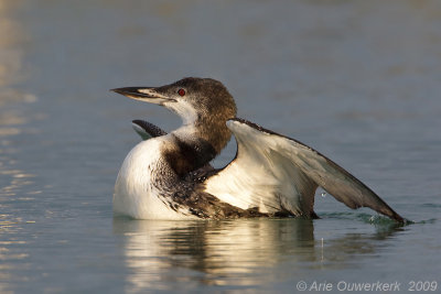 Great Northern Diver (Loon) - IJsduiker - Gavia immer