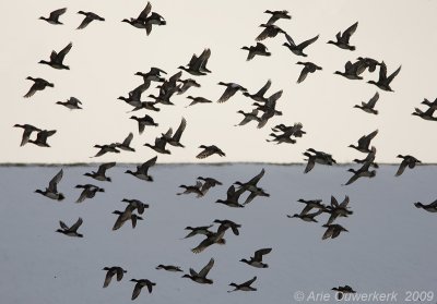 Eurasian Wigeon - Smient - Anas penelope