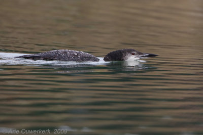 Great Northern Diver (Loon) - IJsduiker - Gavia immer