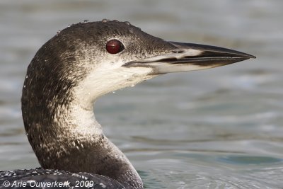 Great Northern Diver (Loon) - IJsduiker - Gavia immer