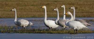 Whooper Swan - Wilde-Zwaan - Cygnus cygnus