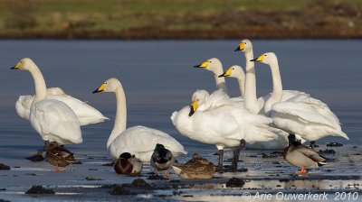 Whooper Swan - Wilde-Zwaan - Cygnus cygnus