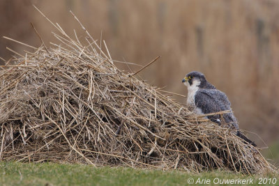 Peregrine Falcon - Slechtvalk - Falco peregrinus