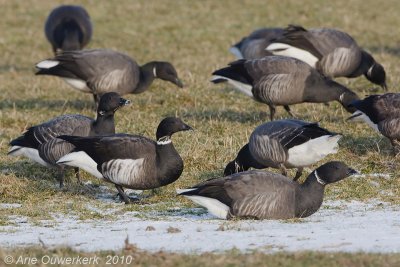 Black Brant - Zwarte Rotgans - Branta nigricans