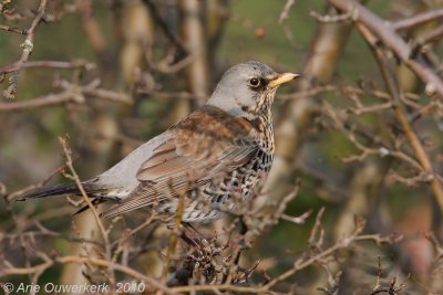 Fieldfare - Kramsvogel - Turdus pilaris