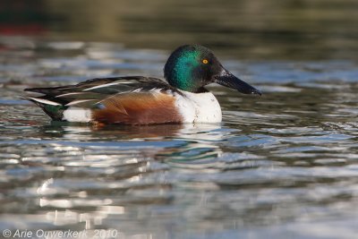 Northern Shoveler - Slobeend - Anas clypeata